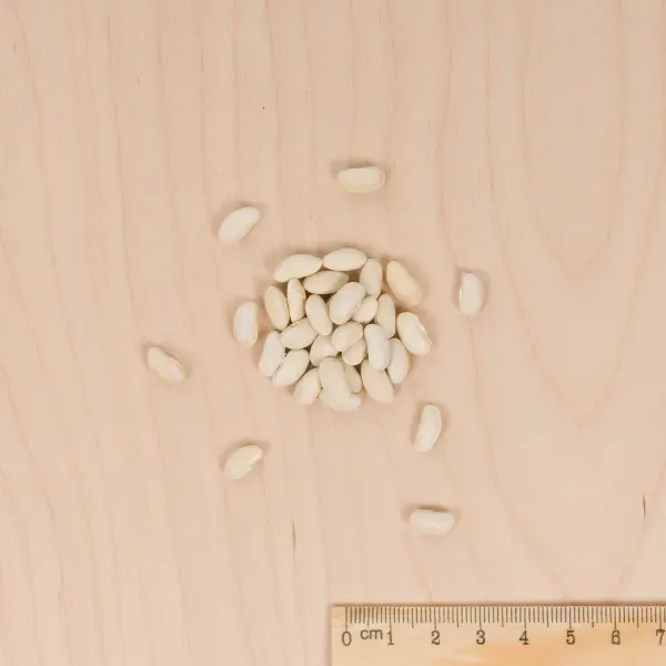 Légumes Secs - Haricot Fortal - 20 m - BIO - MEDIA_3D